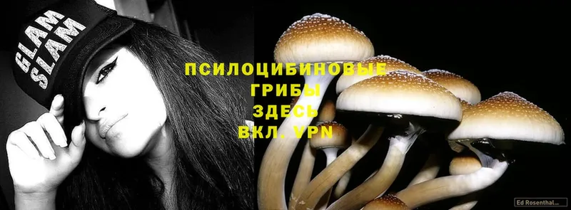 Галлюциногенные грибы Psilocybe  Ардон 